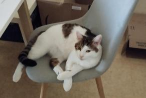 Disappearance alert Cat  Male , 2 years Blainville-sur-Orne France