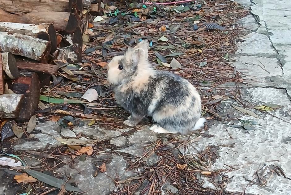 Discovery alert Rabbit Unknown Lucciana France