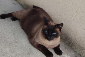 Disappearance alert Cat  Female , 10 years Saint-Paul-lès-Dax France