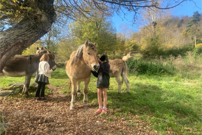 Disappearance alert Horse Male , 2025 years Retournac France