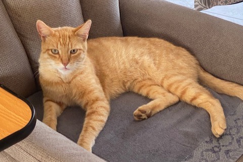 Disappearance alert Cat  Male , 6 years Tergnier France