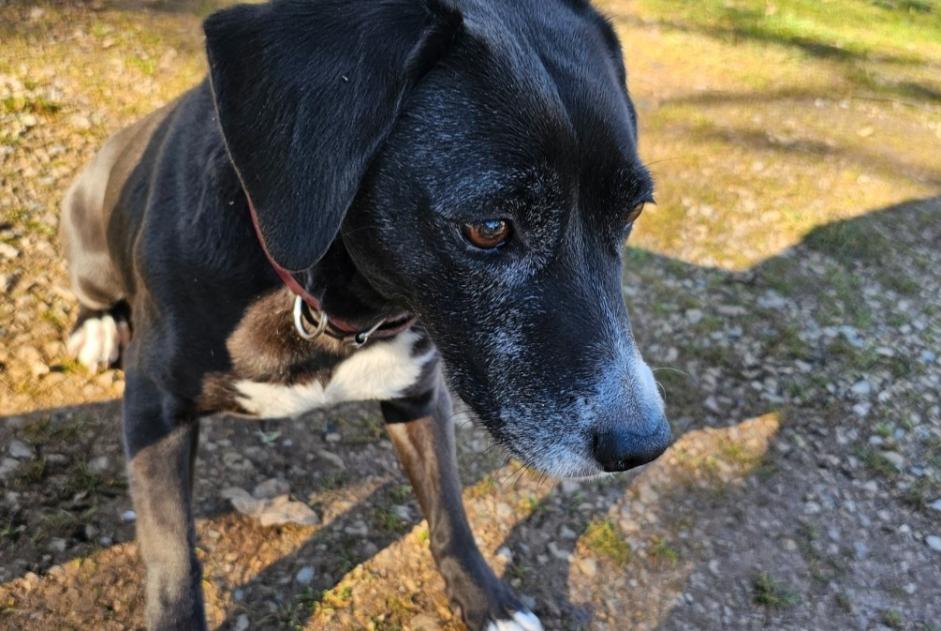 Discovery alert Dog miscegenation Female Lauzès France