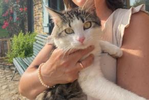 Disappearance alert Cat Male , 2 years Ploubazlanec France