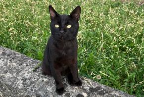 Disappearance alert Cat Male , 5 years Colombes France