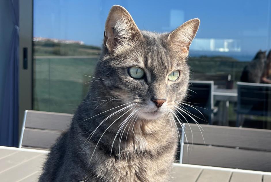 Disappearance alert Cat Male , 9 years Atalaia Portugal