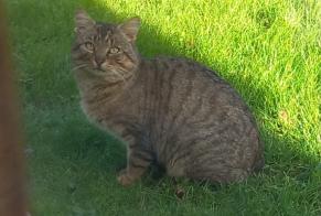 Discovery alert Cat Male , 3 years Chenevelles France