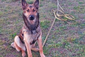 Disappearance alert Dog miscegenation Female , 1 years Sauveterre France