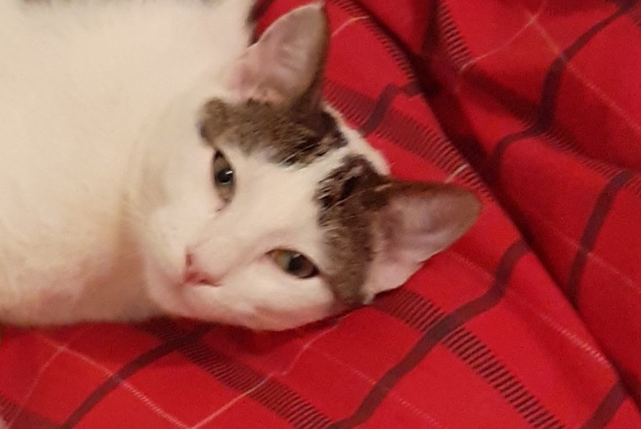 Disappearance alert Cat Male , 5 years Saint-Sulpice-la-Pointe France