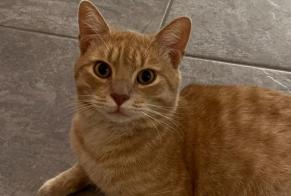 Disappearance alert Cat Male , 2 years Chippis Switzerland