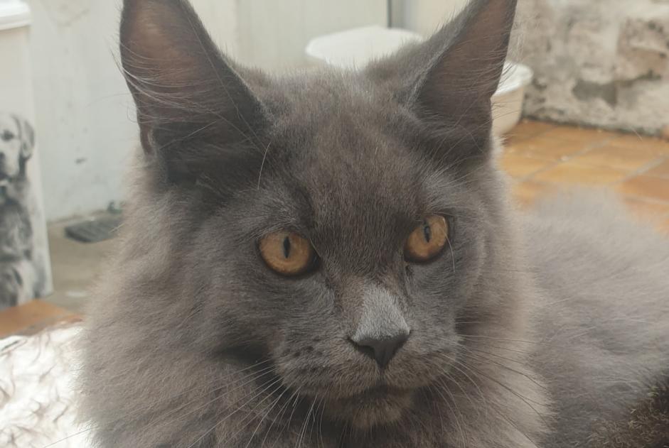 Disappearance alert Cat  Male , 1 years Quiévy France