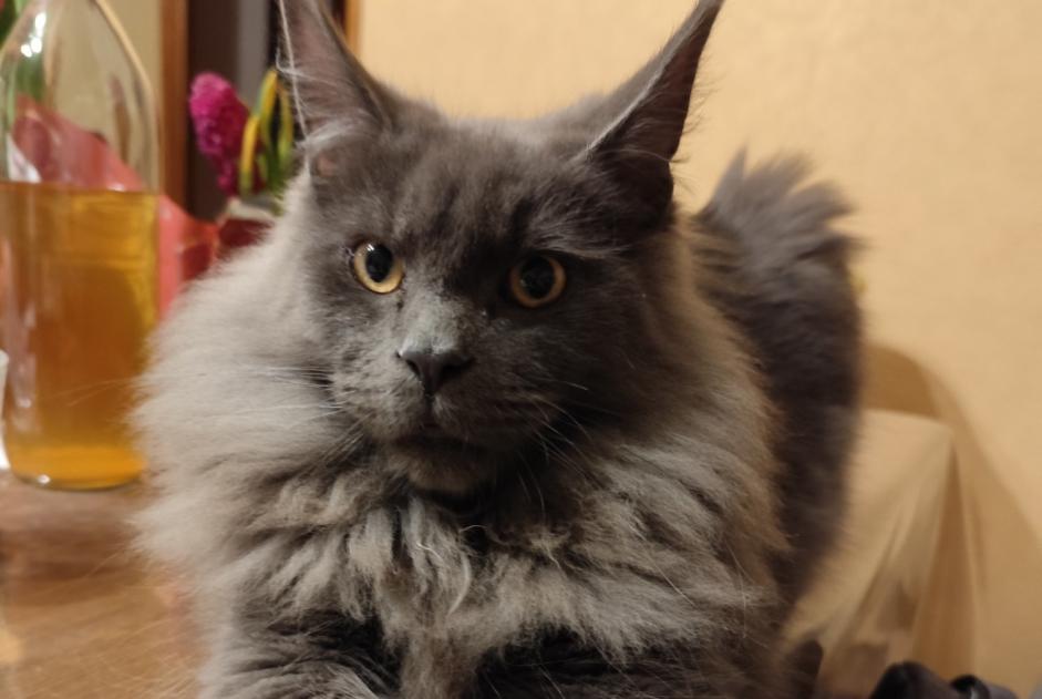 Disappearance alert Cat  Male , 1 years Quiévy France