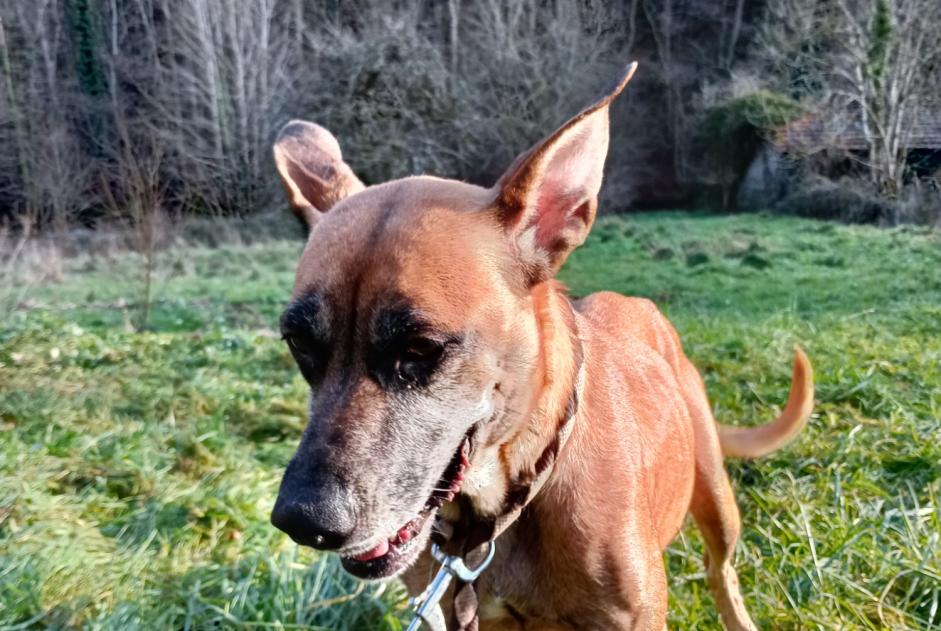 Discovery alert Dog miscegenation Female Renaison France