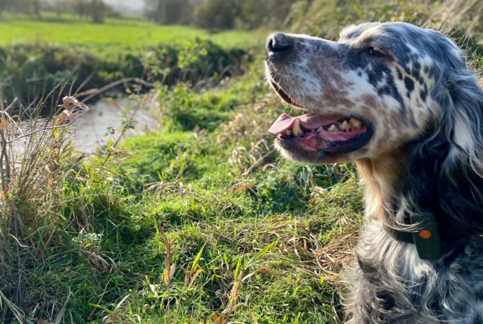 Disappearance alert Dog  Male , 11 years Plénée-Jugon France