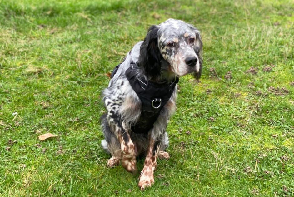 Disappearance alert Dog  Male , 11 years Plénée-Jugon France