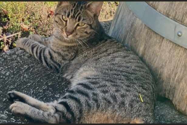 Disappearance alert Cat  Male , 2 years Saint-Jean-de-Blaignac France