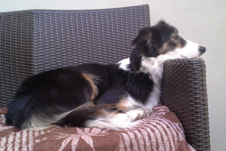 Disappearance alert Dog  Female , 10 years Blagnac France