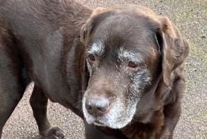 Discovery alert Dog  Male Châtenay-Malabry France