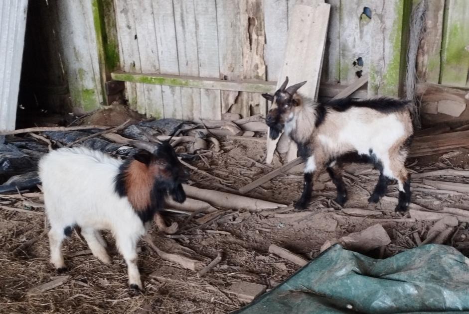 Discovery alert Goat Male Le Mené France