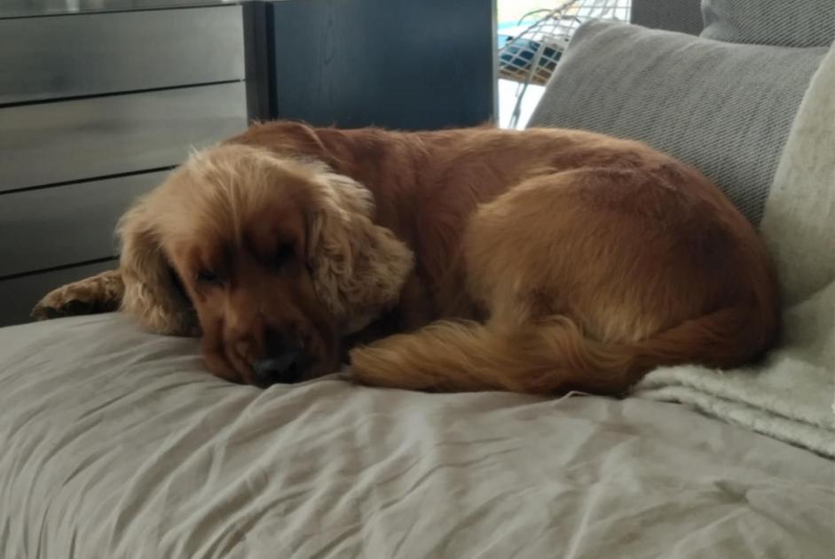 Disappearance alert Dog  Male , 5 years Mirabel France