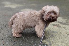 Discovery alert Dog  Male La Guerche-de-Bretagne France