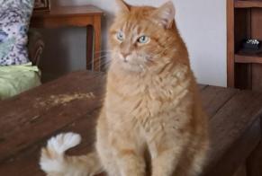 Disappearance alert Cat Male , 11 years Cognac France