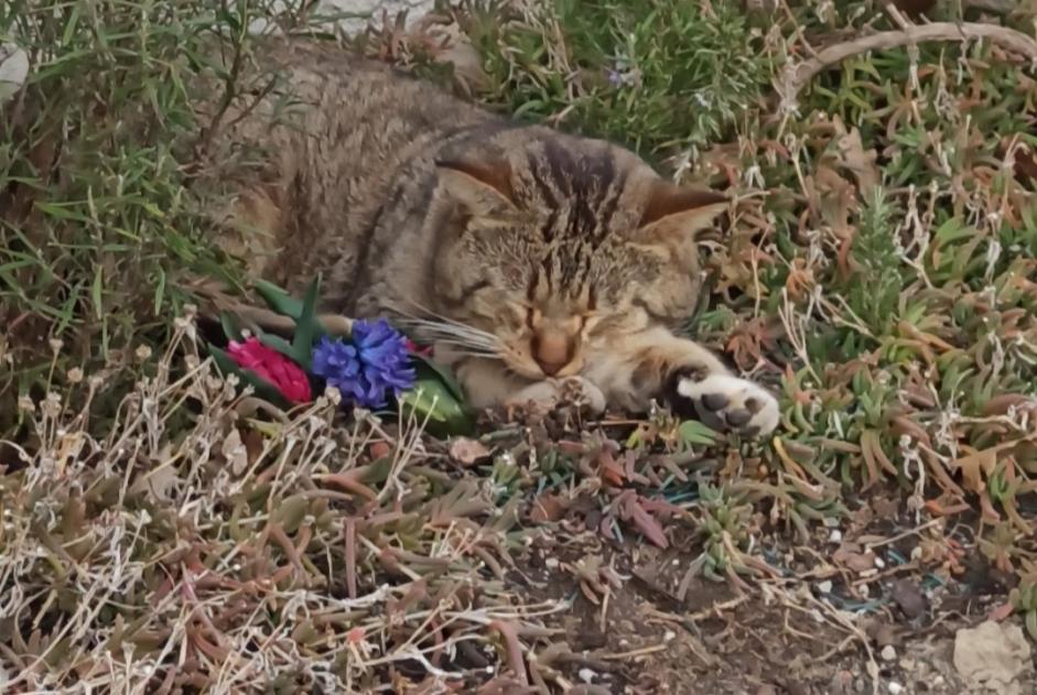 Discovery alert Cat Unknown Montbeton France