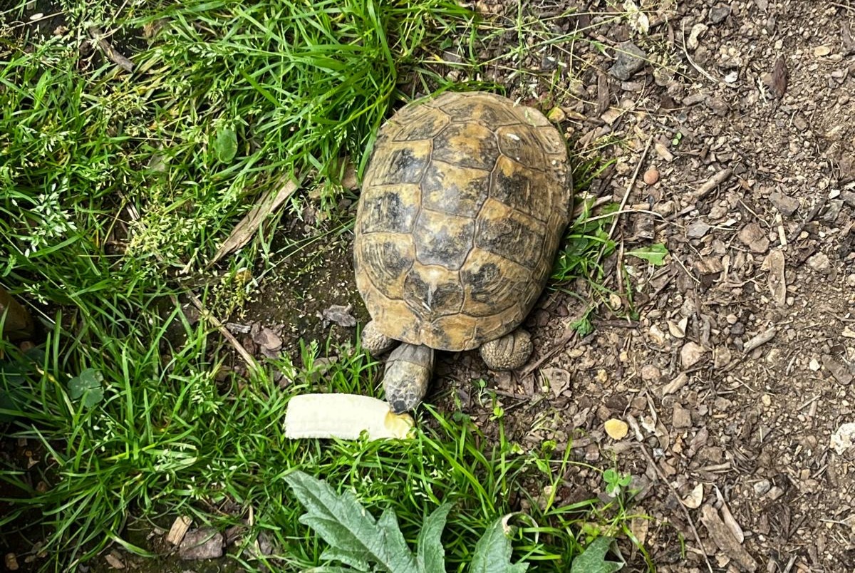 Disappearance alert Tortoise Male , 2025 years Cesson-Sévigné France