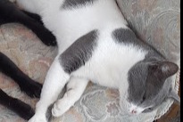 Disappearance alert Cat miscegenation Male , 6 years Lagoa de Albufeira - Sesimbra Portugal