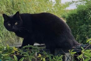 Disappearance alert Cat Female , 6 years Saint-Médard-en-Jalles France