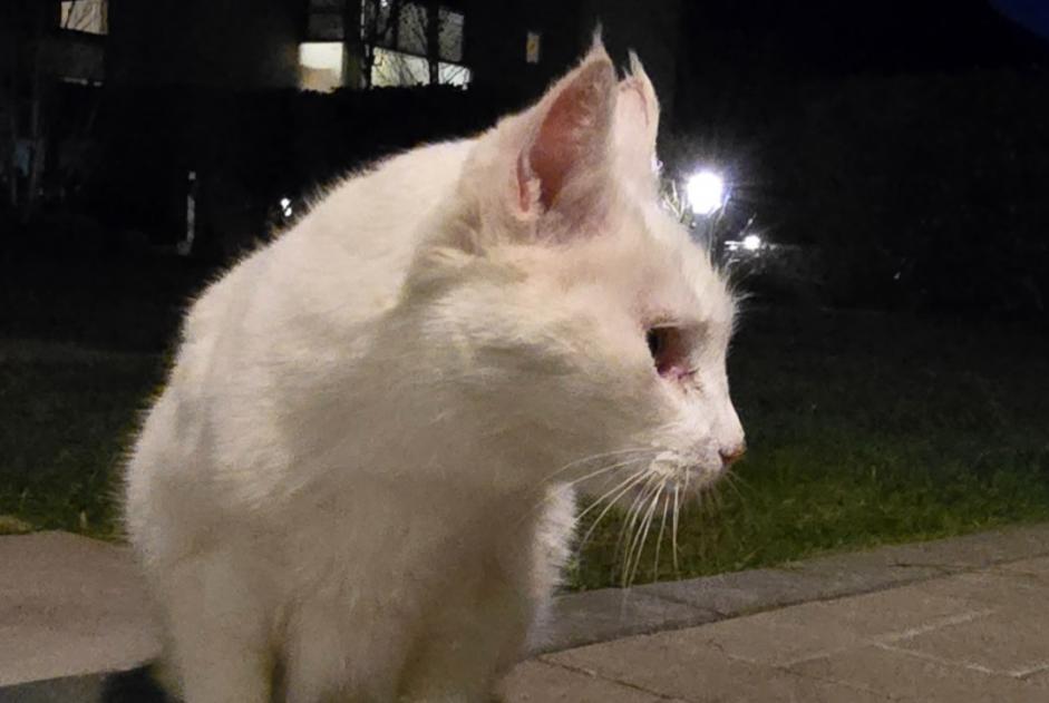 Discovery alert Cat Female Martigny Switzerland