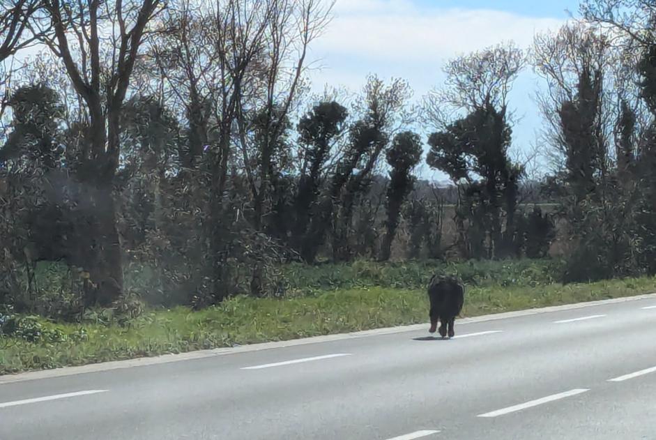 Discovery alert Dog  Unknown Villedoux France