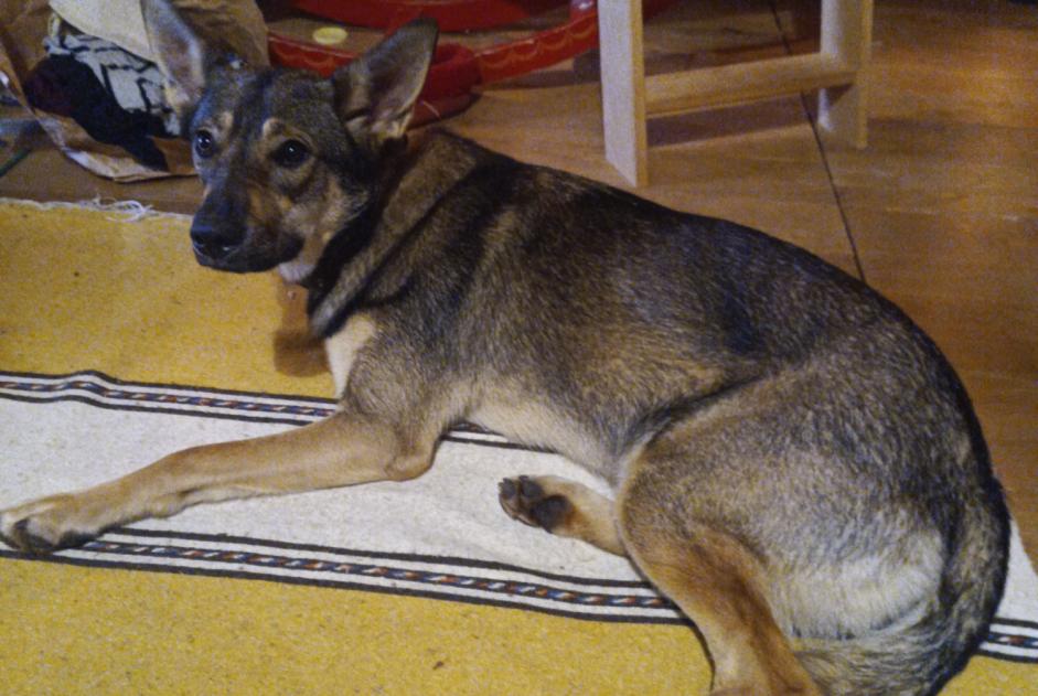 Disappearance alert Dog miscegenation Female , 1 years Lanuéjols France