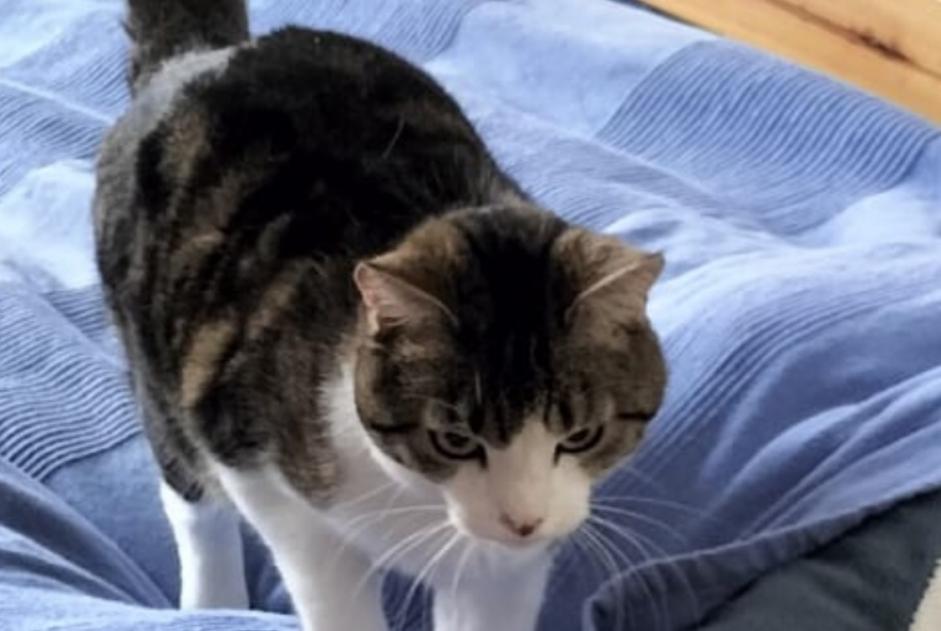 Disappearance alert Cat Male , 7 years Fribourg Switzerland