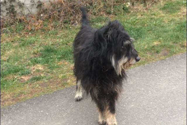 Discovery alert Dog miscegenation Male , 7 years Saint-Jean-Soleymieux France