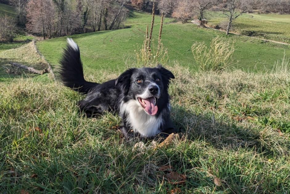 Disappearance alert Dog  Male , 5 years Glun France