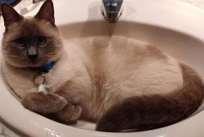 Disappearance alert Cat  Male , 1 years Marseille France