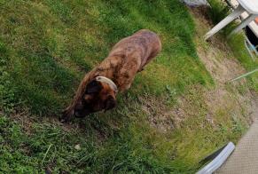 Discovery alert Dog Female Saint-Maximin France