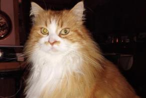 Disappearance alert Cat Female , 10 years Tournefeuille France