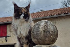 Disappearance alert Cat  Female , 6 years Estampes France