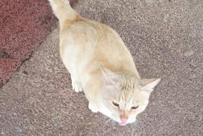 Discovery alert Cat  Male Narbonne France