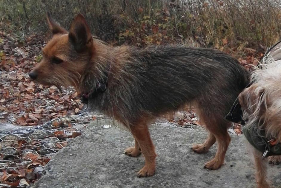 Alerta de Desaparición Perro cruce Hembra , 18 años Kunheim Francia