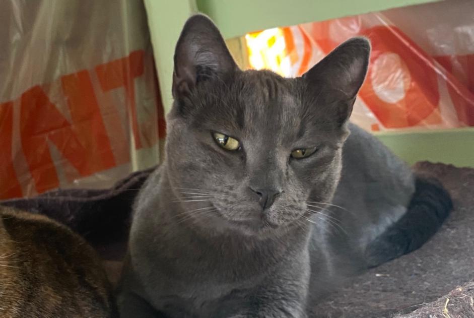 Alerta de Desaparición Gato  Macho , 6 años Beaumont Saint-Cyr Francia