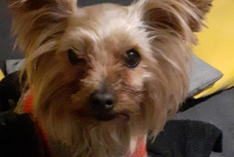 Alerta de Desaparición Perro  Hembra , 8 años Villefranche-de-Lauragais Francia