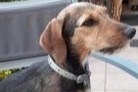 Alerta de Desaparición Perro cruce Hembra , 6 años Stotzheim Francia