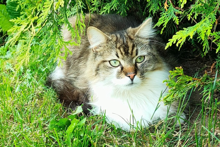 Alerta de Desaparición Gato cruce Macho , 2 años Moutier Suiza