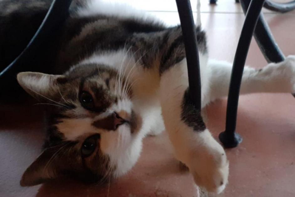 Alerta de Desaparición Gato  Macho , 4 años Pontchâteau Francia