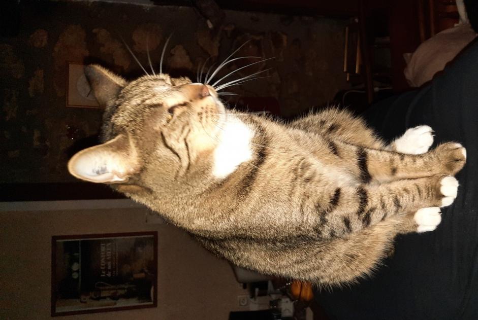 Alerta de Desaparición Gato cruce Hembra , 5 años Marigny-l'Église Francia