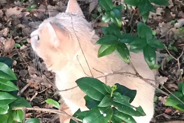 Alerta de Desaparición Gato cruce Macho , 1 años Le Cannet-des-Maures Francia