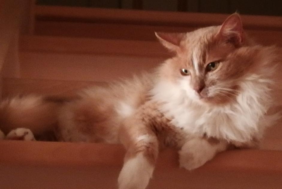 Alerta de Desaparición Gato cruce Macho , 12 años Plescop Francia