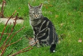 Alerta de Desaparición Gato  Macho , 1 años Villeneuve Suiza